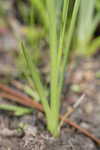 Coastal false asphodel